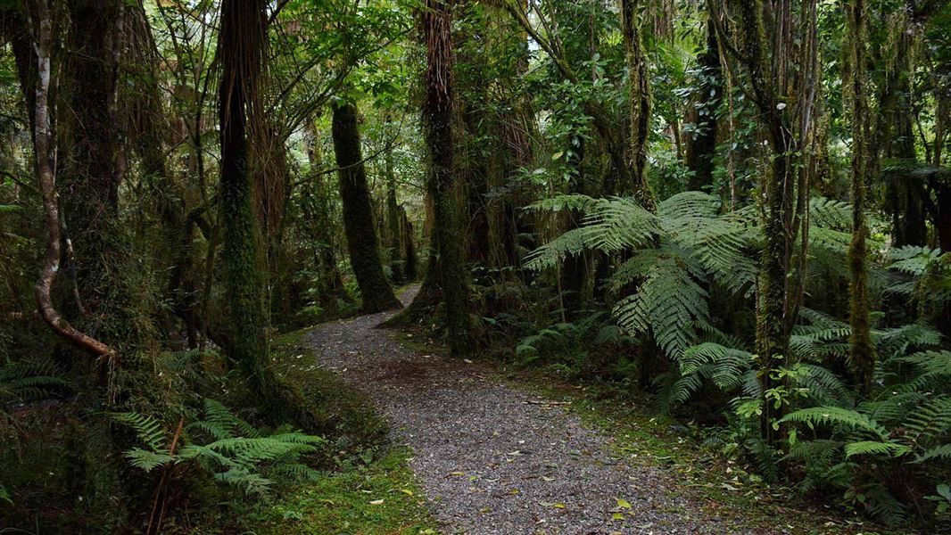 Kahikatea walk.