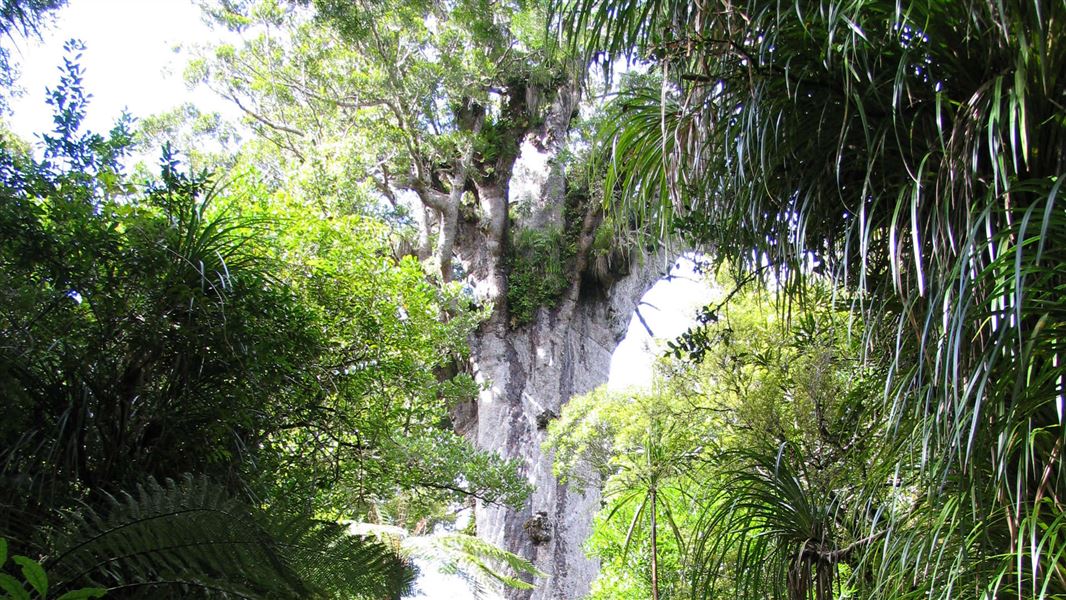 Tane Mahuta.