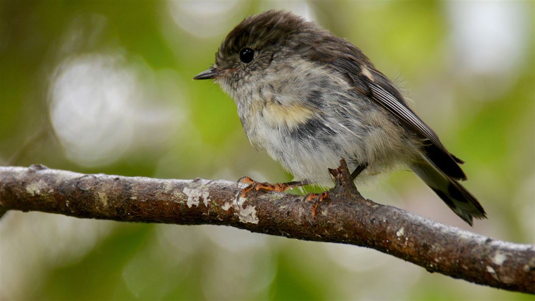 South Island tomtit.