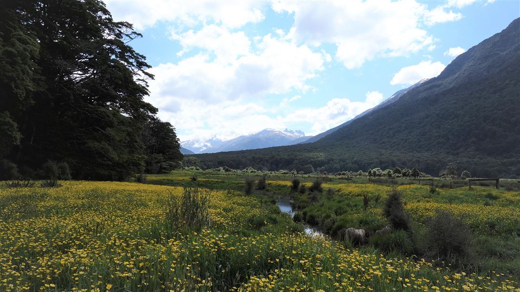 Buttercups by river with mountains in distance.