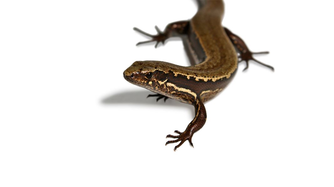 Whirinaki skink. 