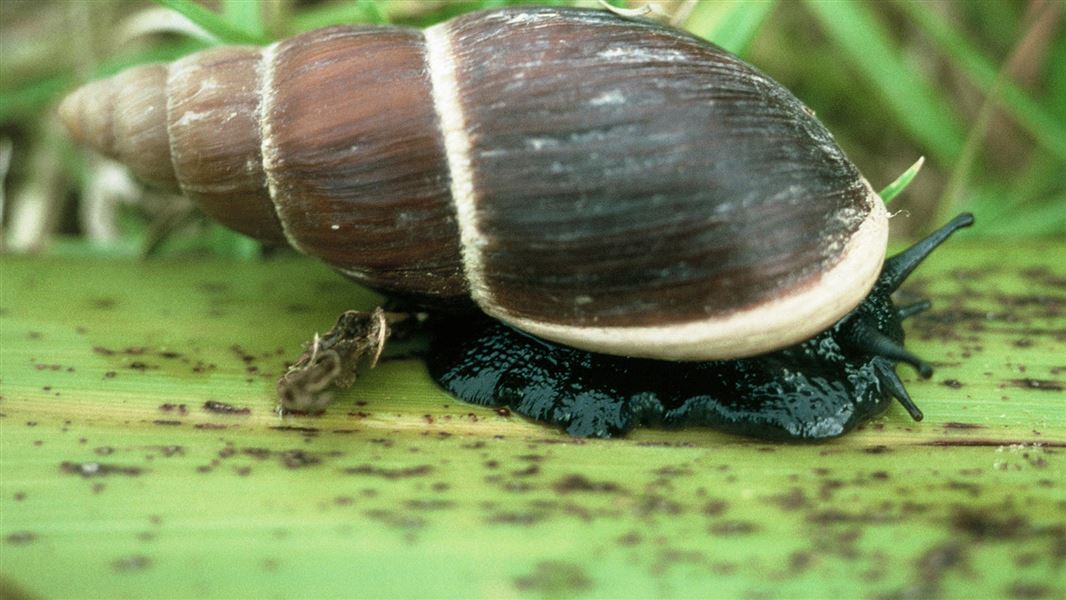 Flax snail. 