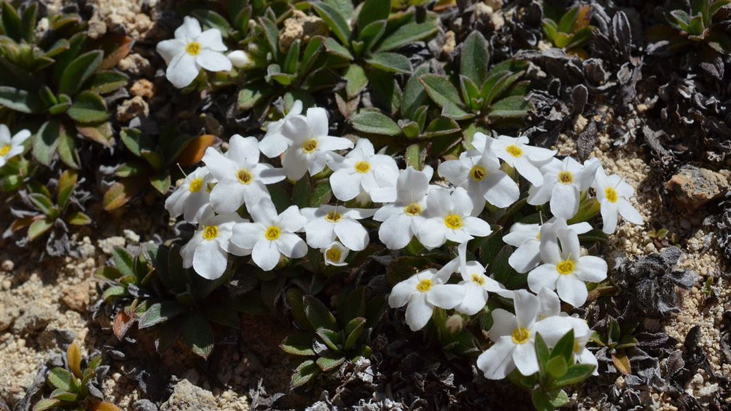 With small white flowers  it's Myosotis colensoi, Castle Hill forget-me-not.