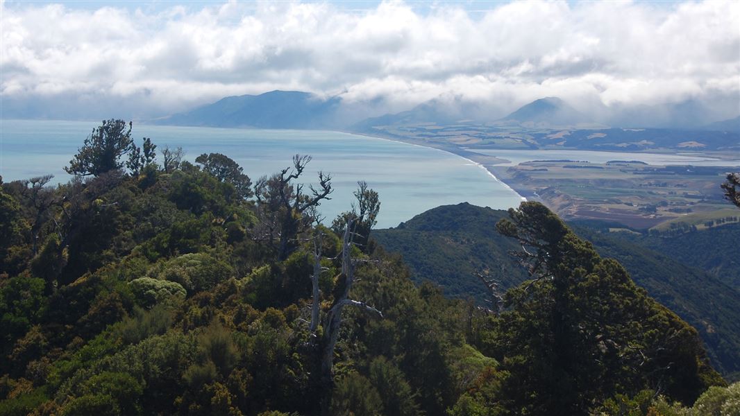 Aorangi Forest Park. 