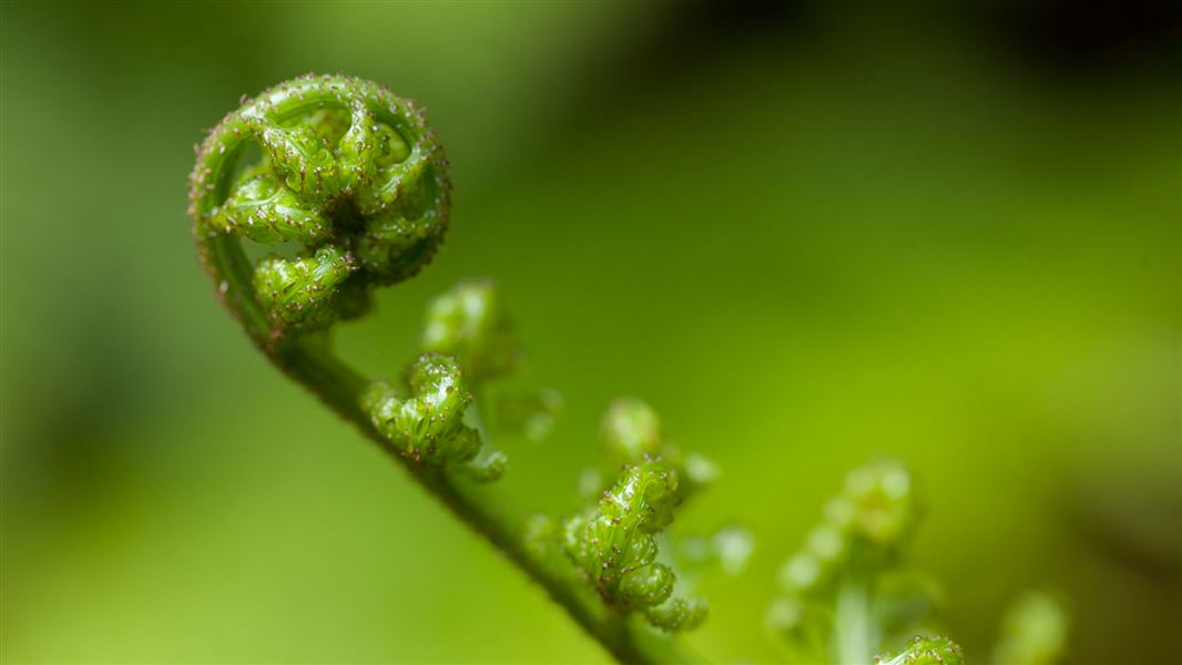 Fern frond. 