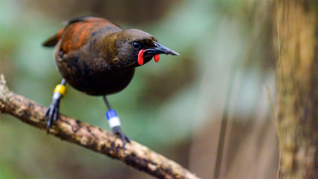 Juvenile saddleback.