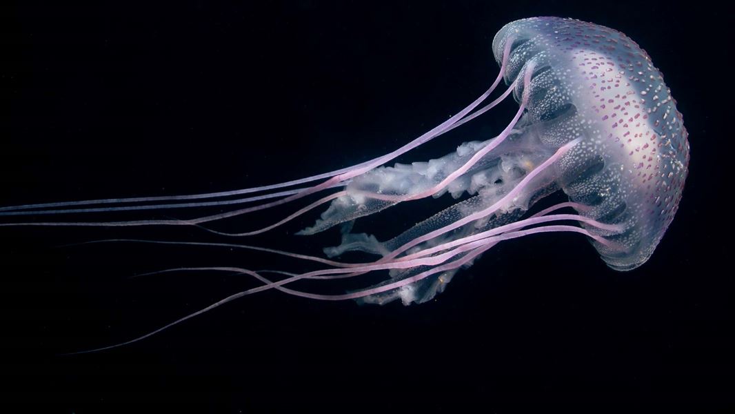 Mauve stinger or luminescent jellyfish. 