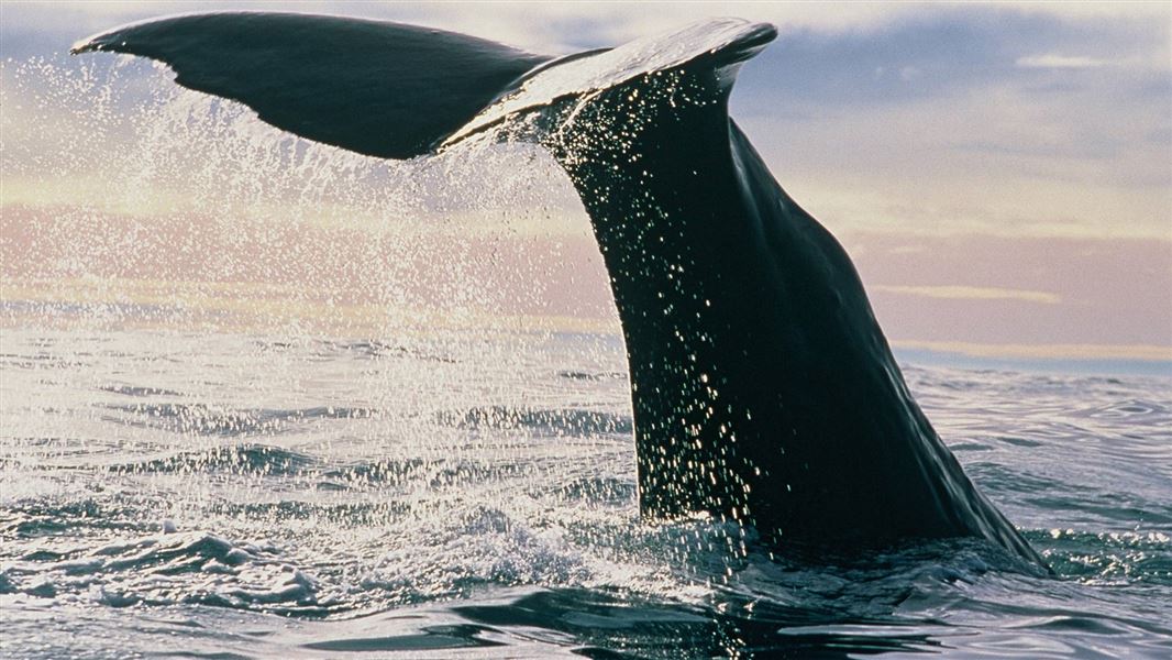 Sperm whale fluke. 