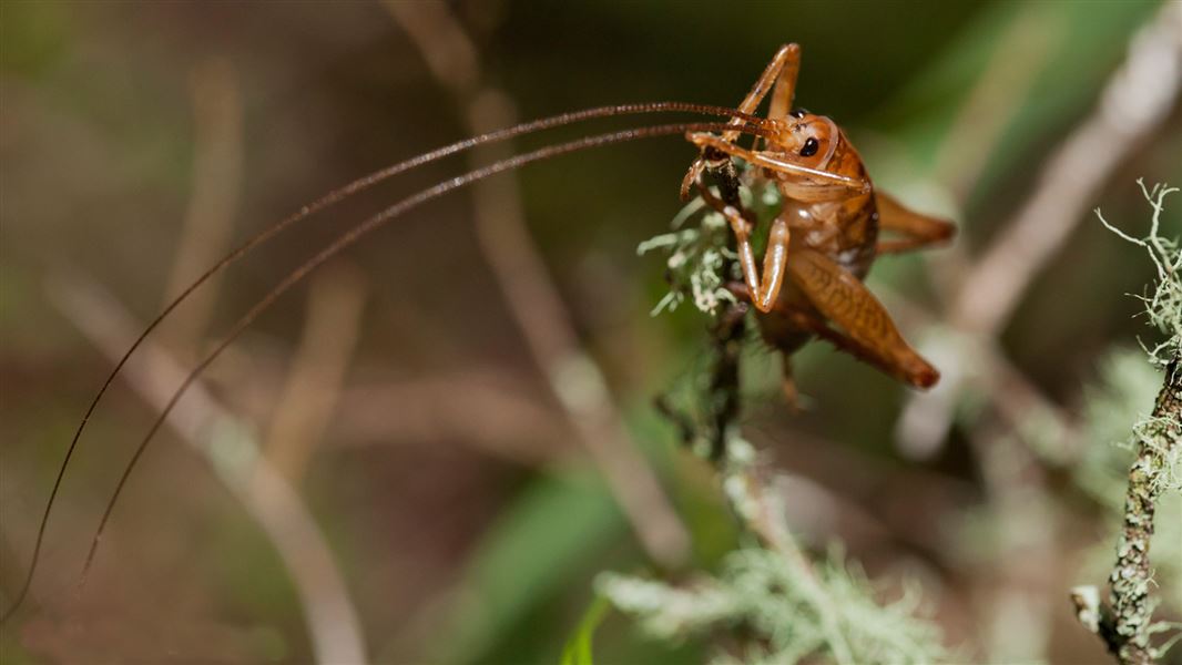 Cave wētā