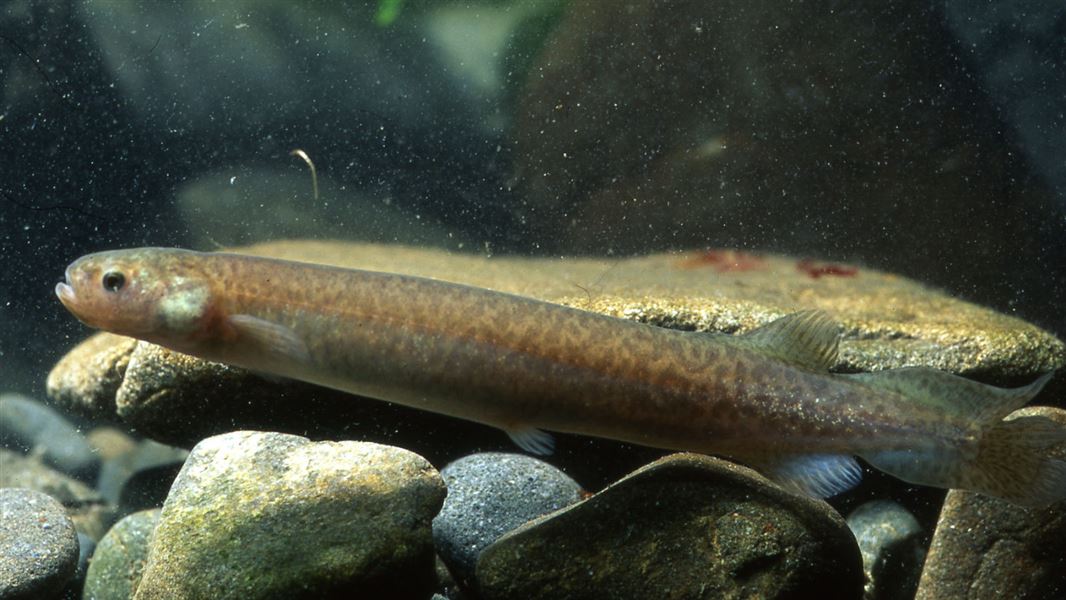 Canterbury mudfish. 