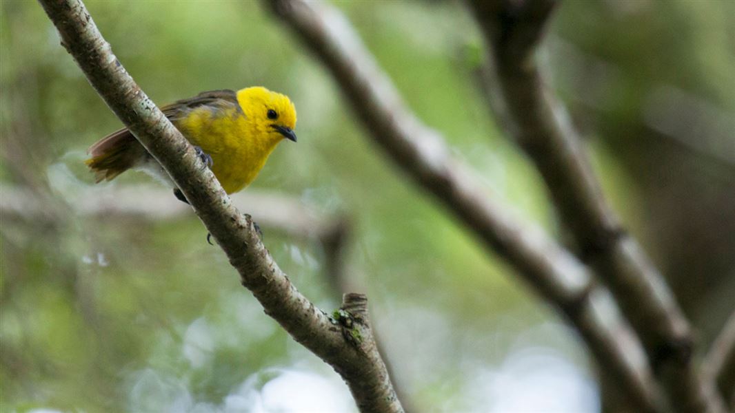 Yellowhead/mohua in tree.