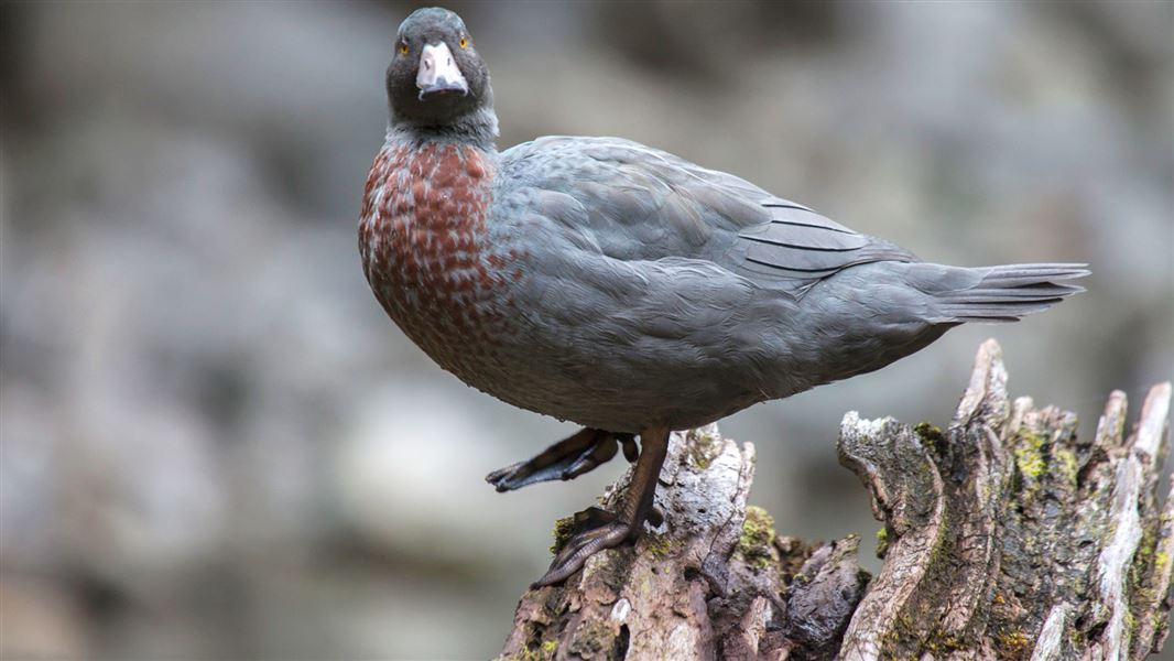 A blue duck perched on driftwood.