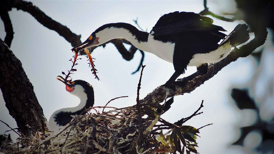 A shag bird gives seaweed to its young in a nest.