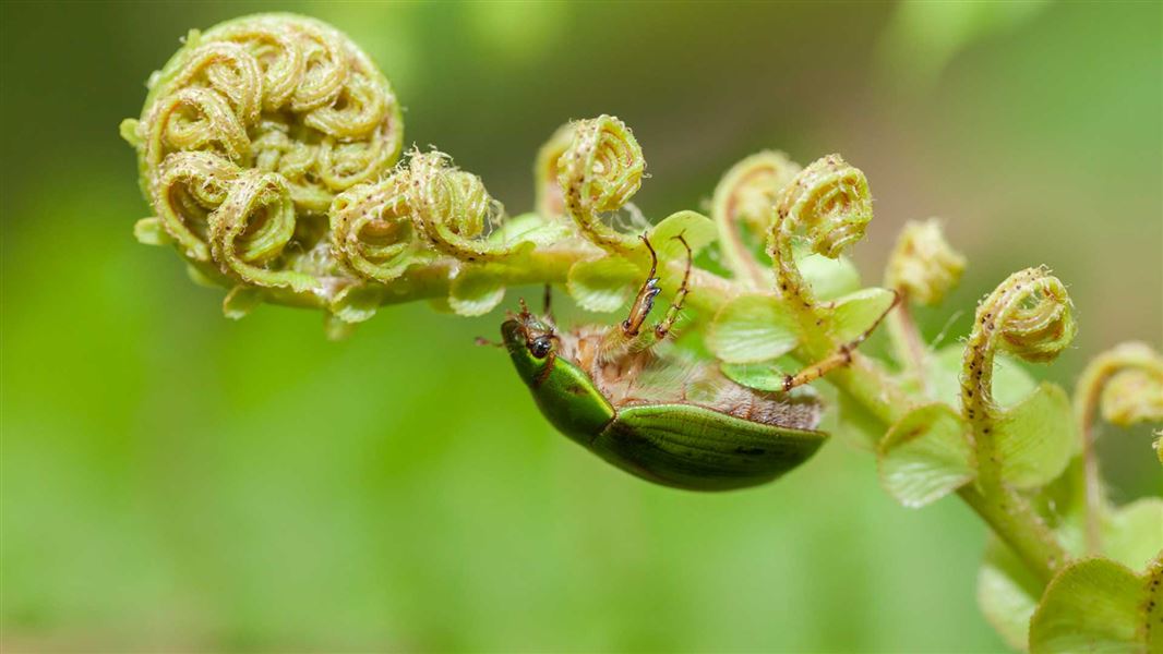 Bettle on fern, Maud Island.