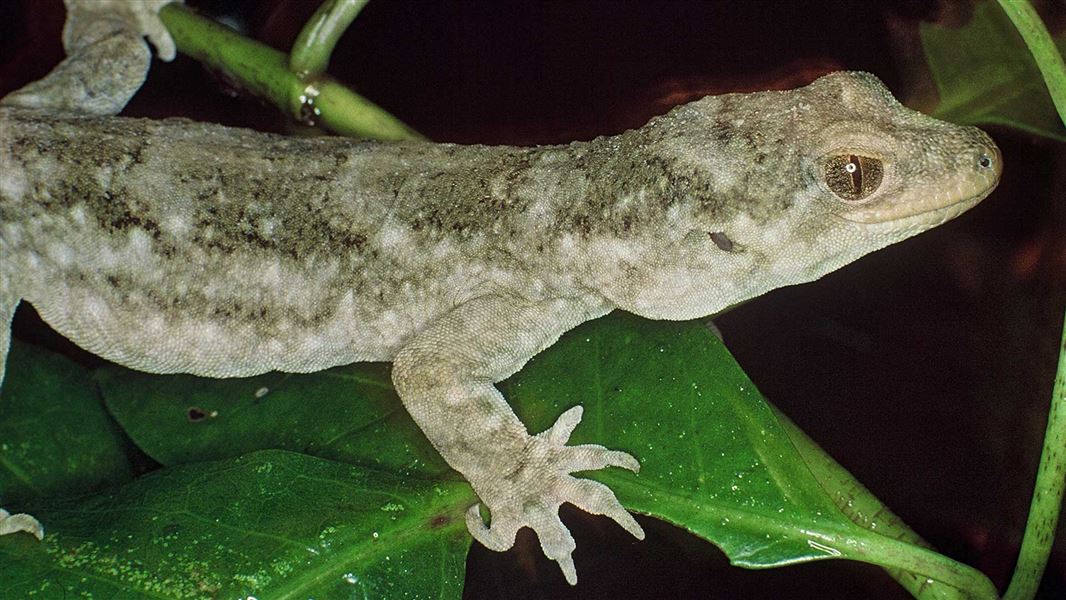 Duvaucel gecko. 