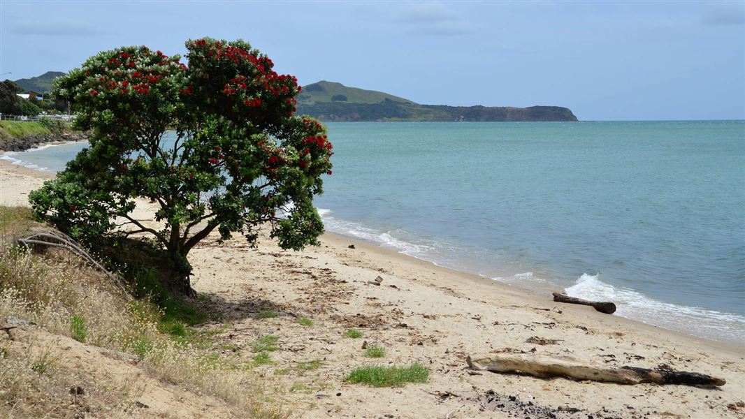 Pohutukawa at Hokianga harbour. 