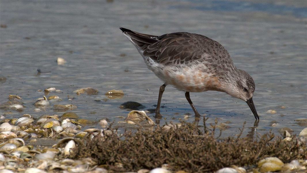 Red knot. 