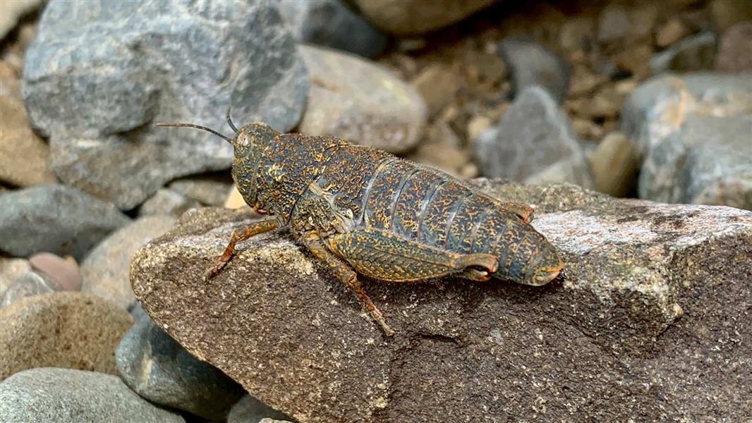 Grasshopper up close.