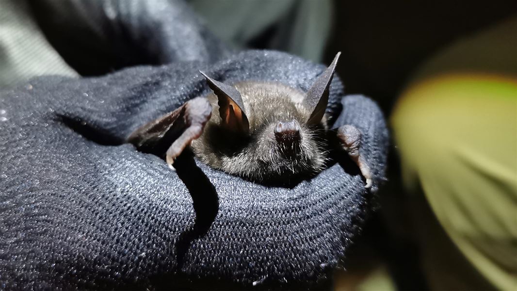 Short-tailed bat being held in gloved hands during monitoring. 