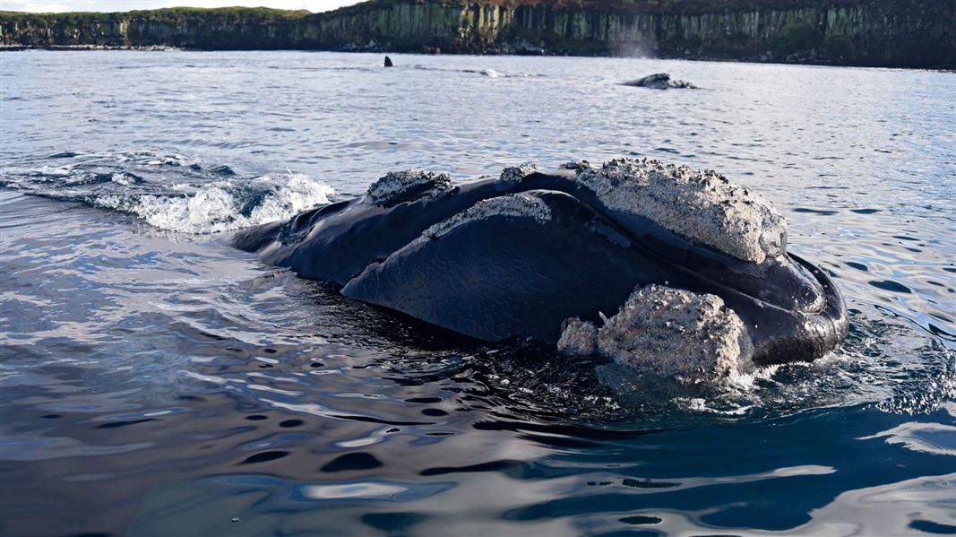 Southern right whale swimming with head above water