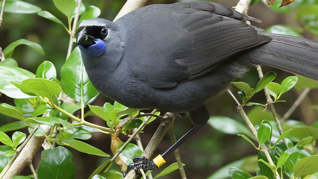 North Island Kōkako (Callaeas cinereus wilsoni)