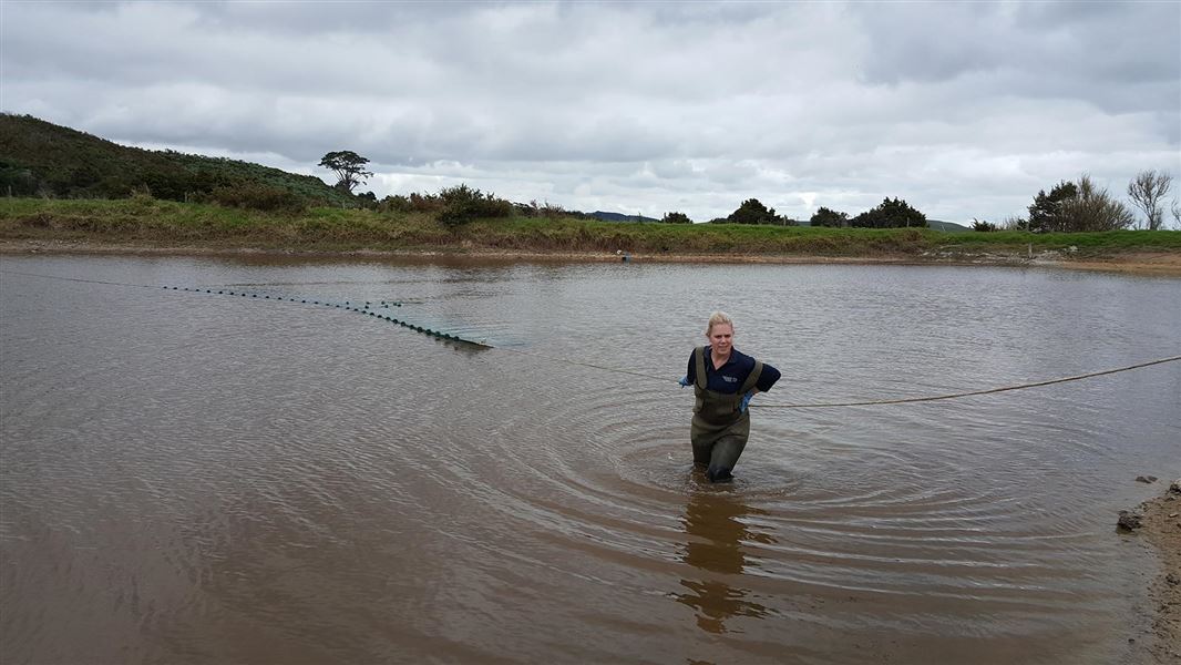 Brooke Hartigan of Northland Regional Council doing pest fish survey work.