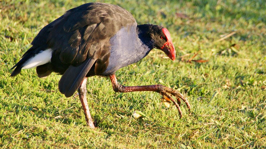 Pūkeko. 