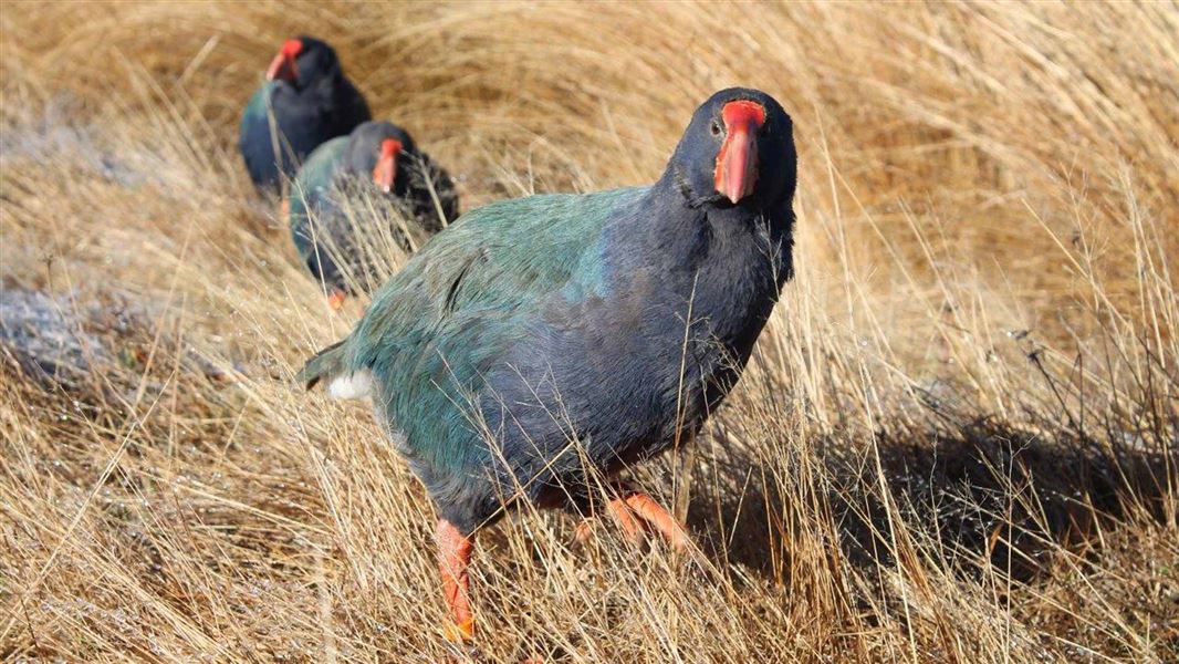 Takahē. 