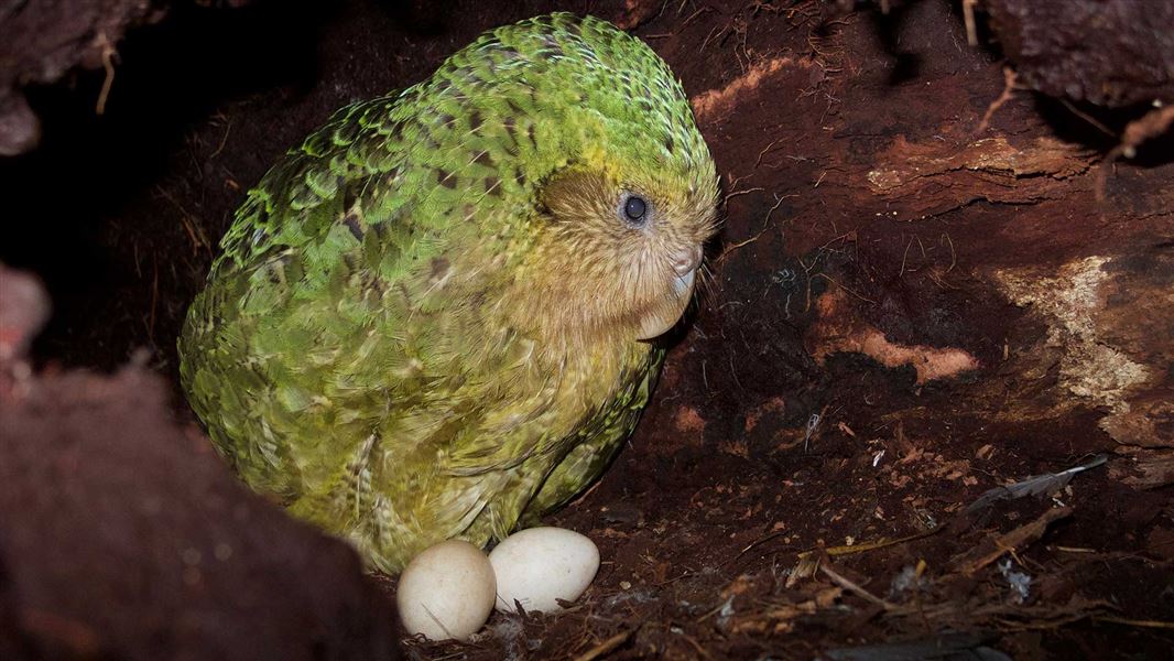 Kākāpō on nest. 