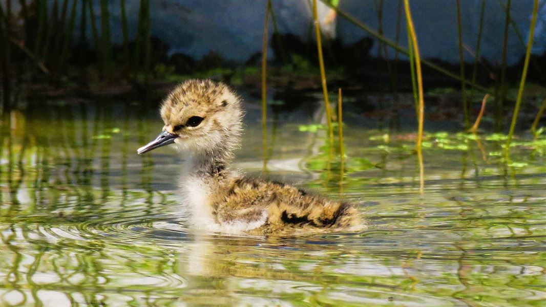 Tiny fluffy chick swimming on beautifully reflective water. 