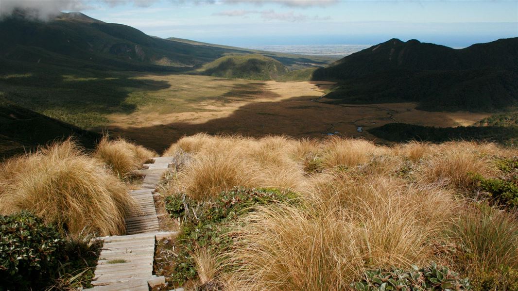 Ahukawakawa swamp. 