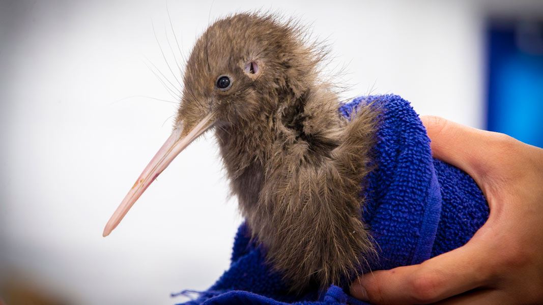 Kiwi held in hand. 