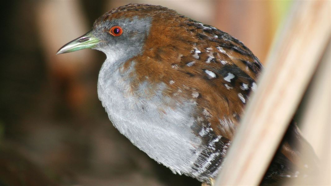 Marsh crake.