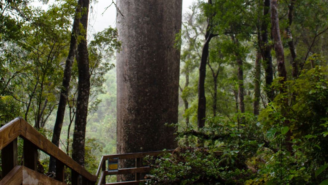 A large smooth tree trunk is surrounded by lush forest.