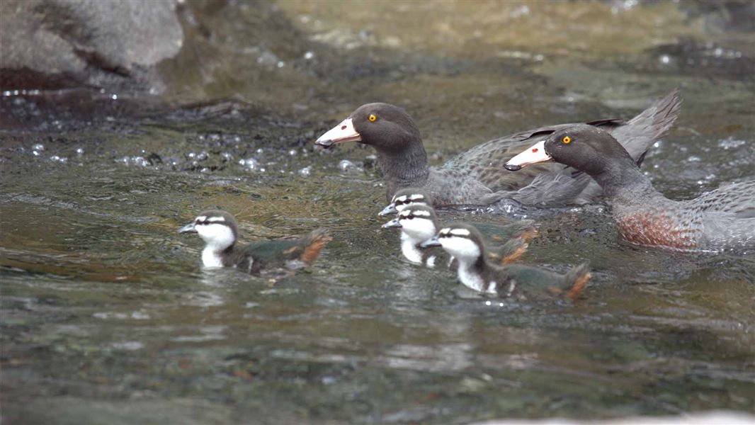 Several small whio ducklings are flanked by two adult whio