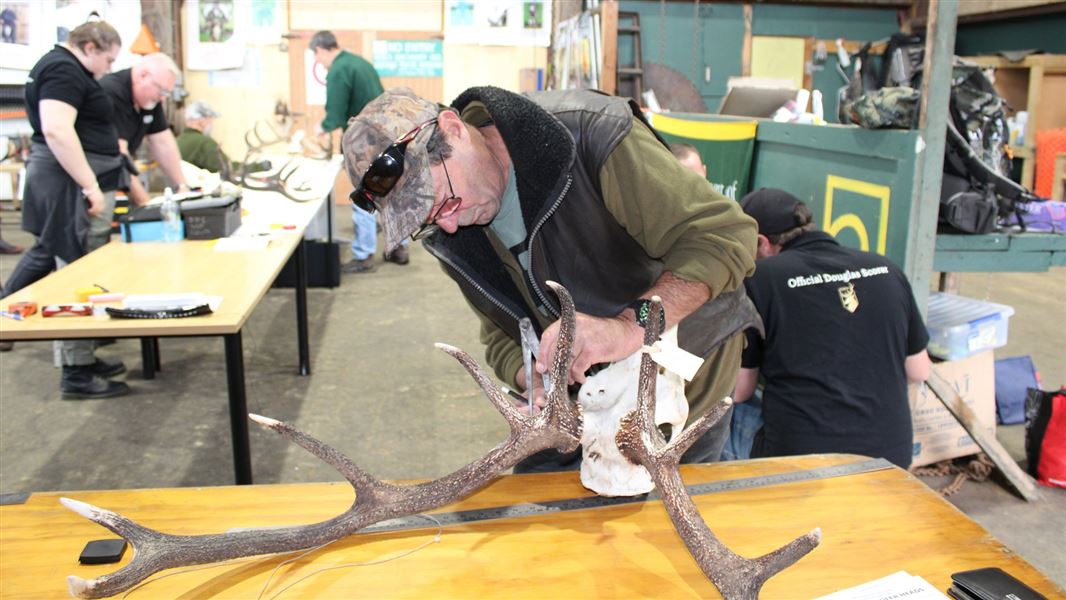 A picture of a man examining a large, clean deer skull with huge antlers.