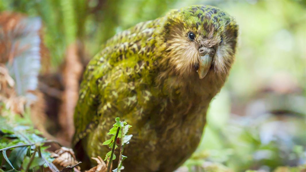 Kākāpō.