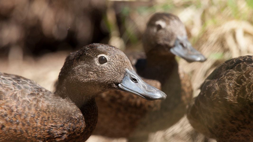 Brown teal. 