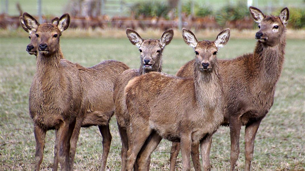 A group of five does standing together.