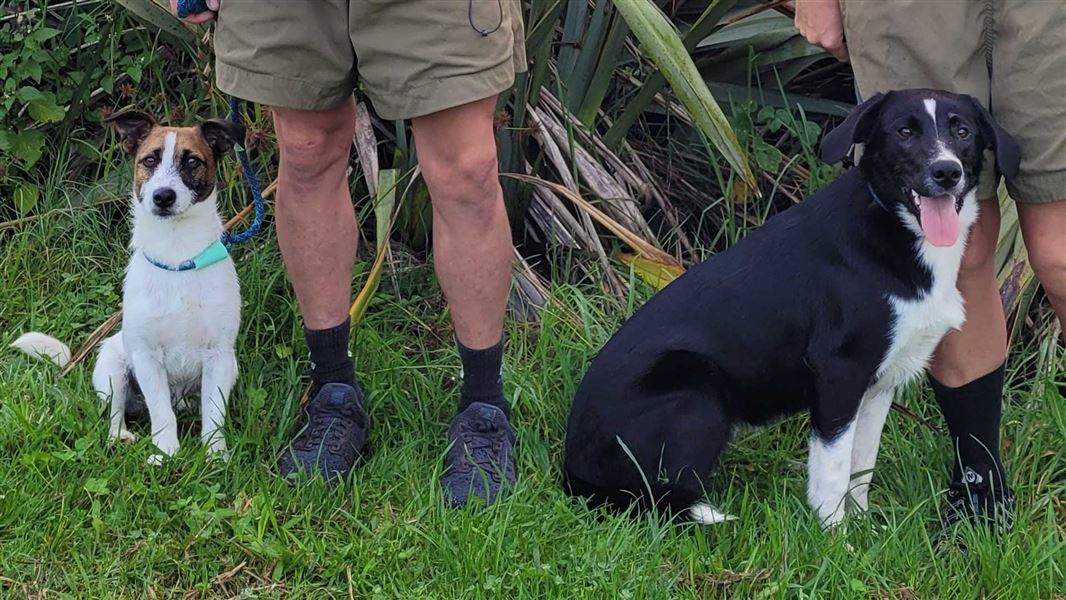 Two conservation pups sitting on leads. 