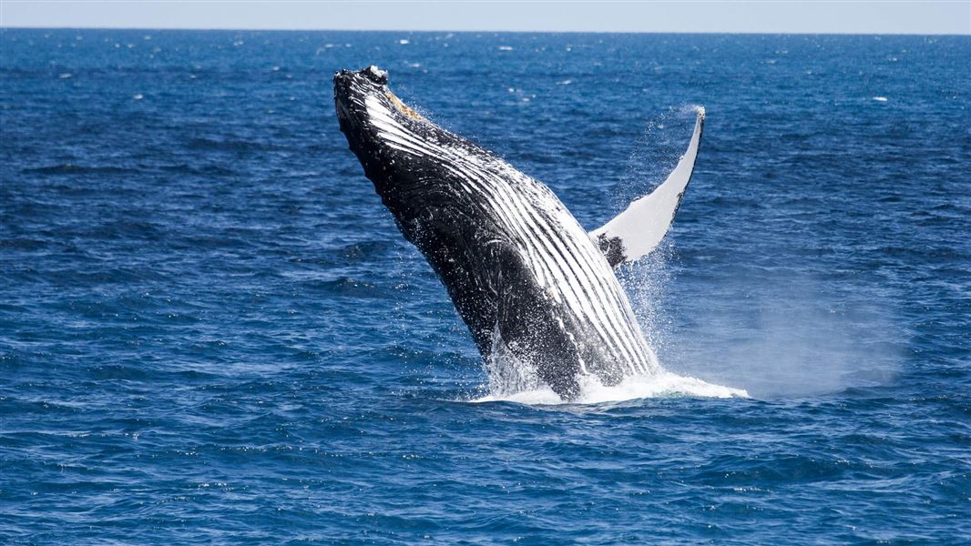 Humpback whale. 