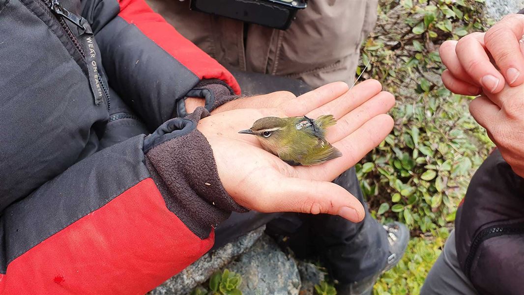 Rock wren in hand. 