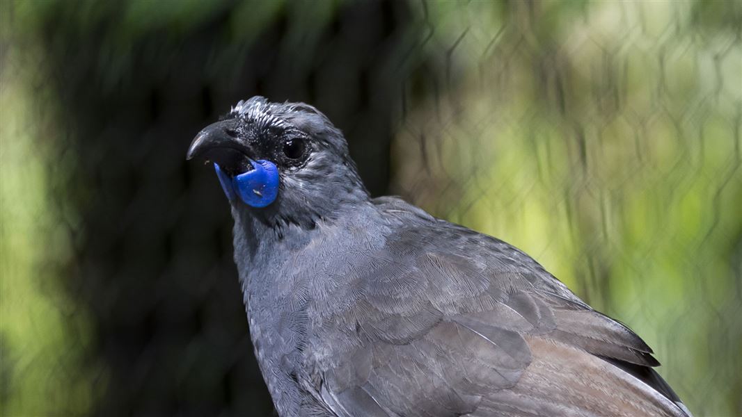 Close up of kokako. 