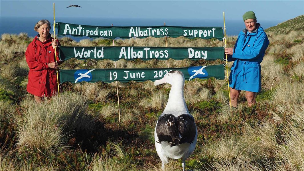 A large white bird stands in front of a banner. The banner says Antipodean Albatross support World Albatross Day, 19 June 2020.