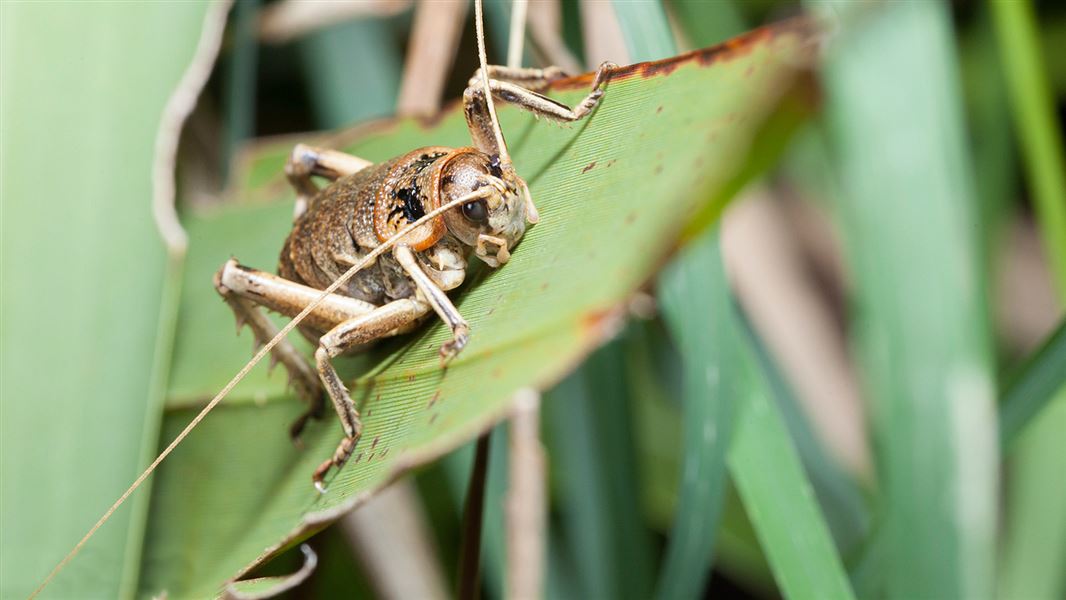 Giant wētā