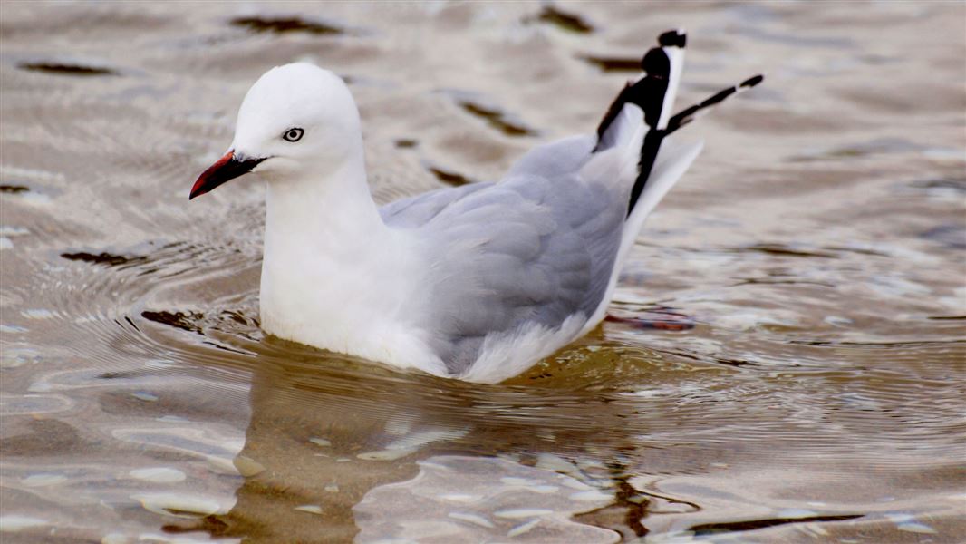 Red-billed gull