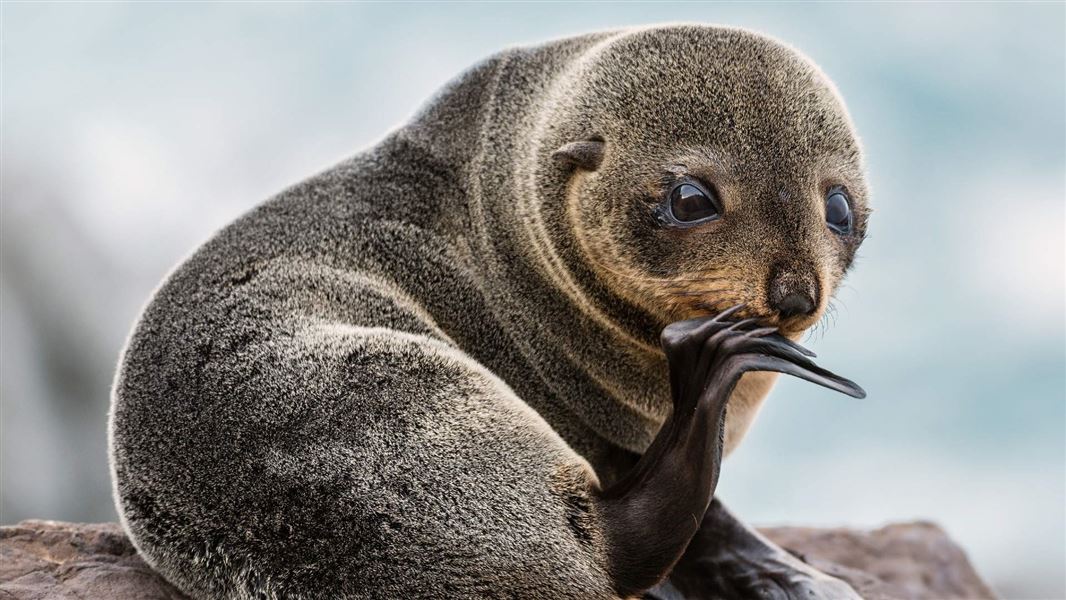 A close up of a NZ fur seal pup nibbling at it's flipper.