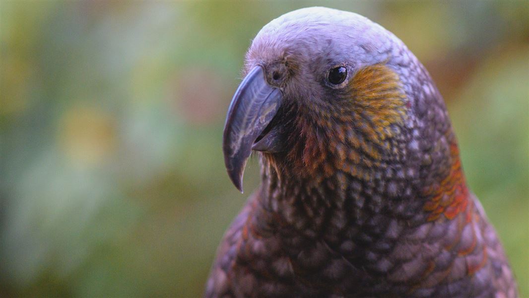 A close up of the kaka's face.