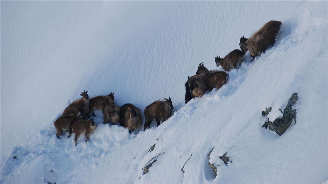 Tahr herd. 