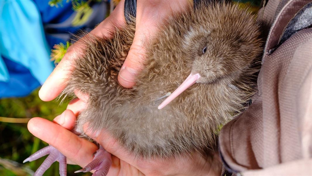 A close up of a kiwi chick lying in the hands of a DOC ranger